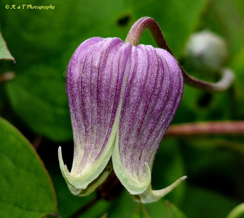 {Clematis flaccida}